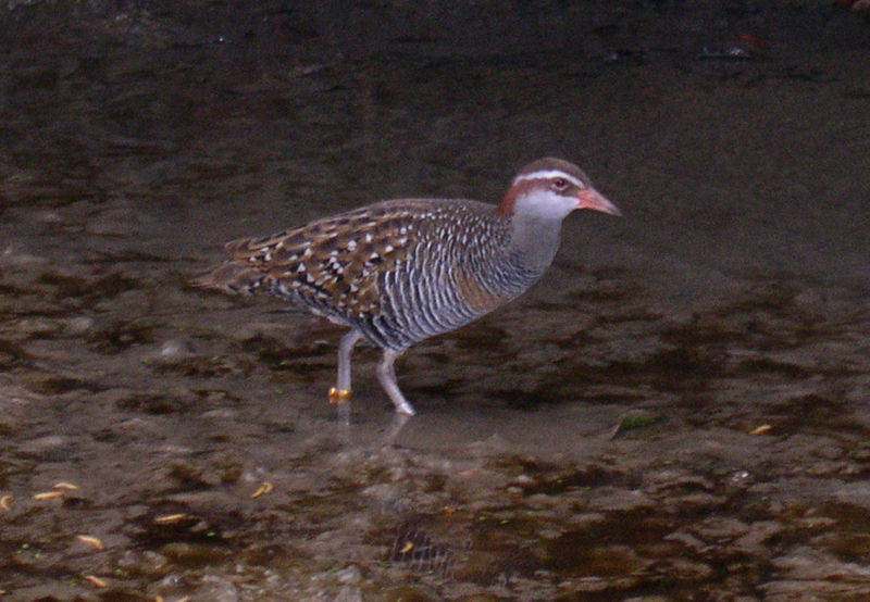 Banded Rail (Meaweka)